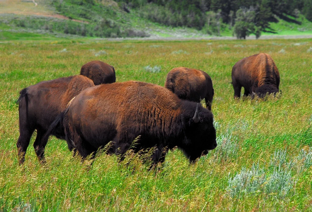 Bison - Wyoming