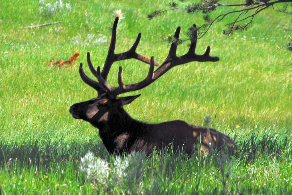 Yellowstone National Park, WY