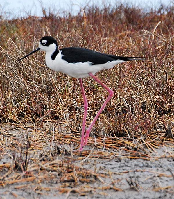 Black Necked Stilt - Merritt Island National Wildlife Refuge, FL