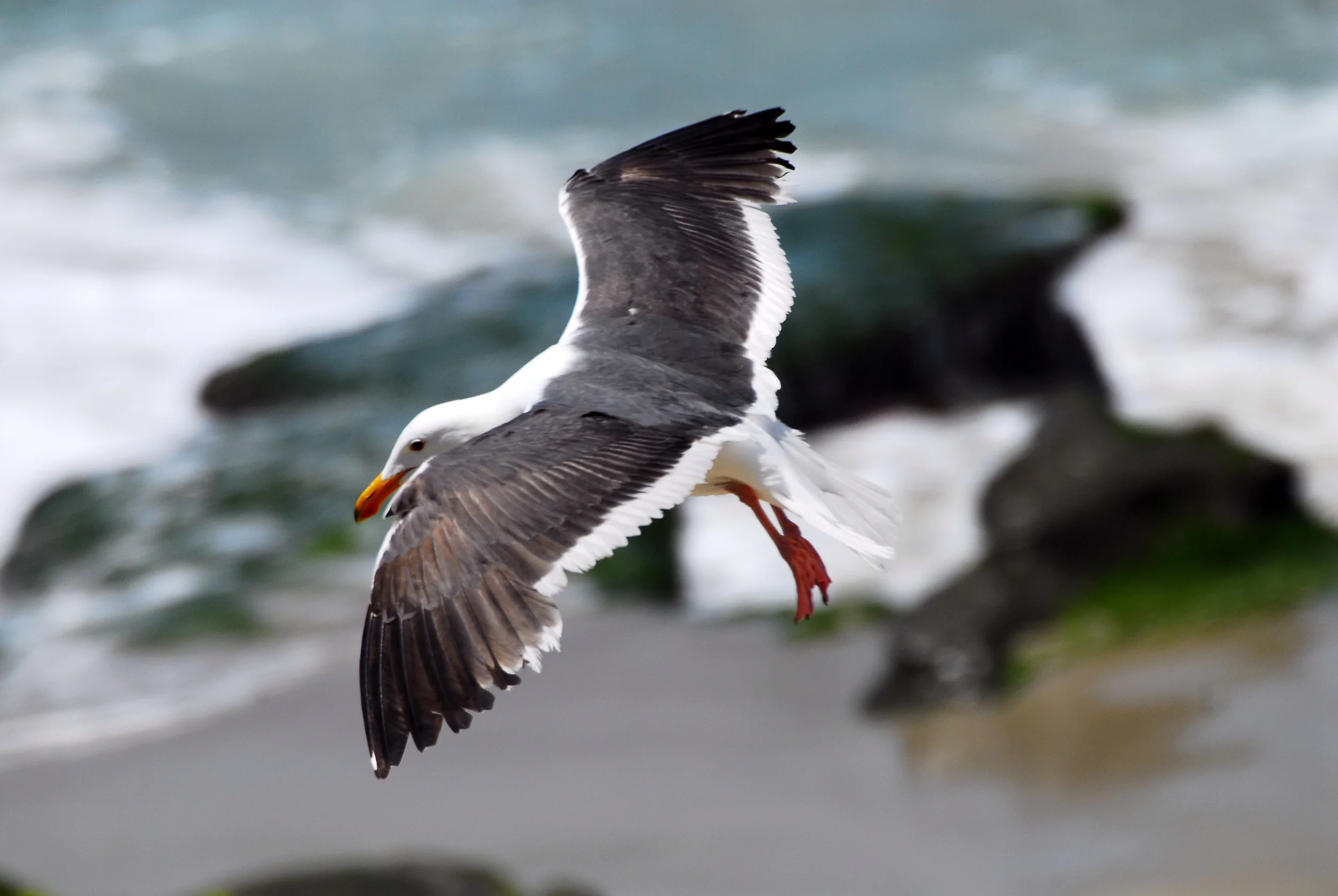 Gull in Flight - La Jolla, CA