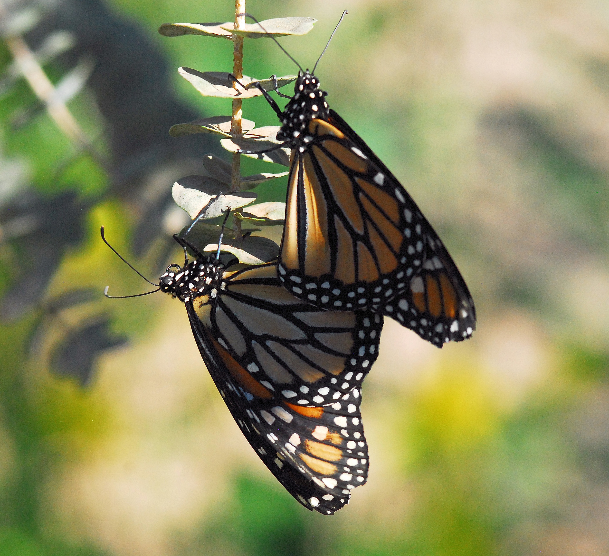 Phoenix Botanical Garden, Butterfly Exhibit