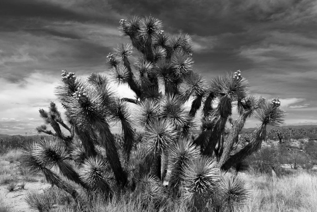 Joshua Tree