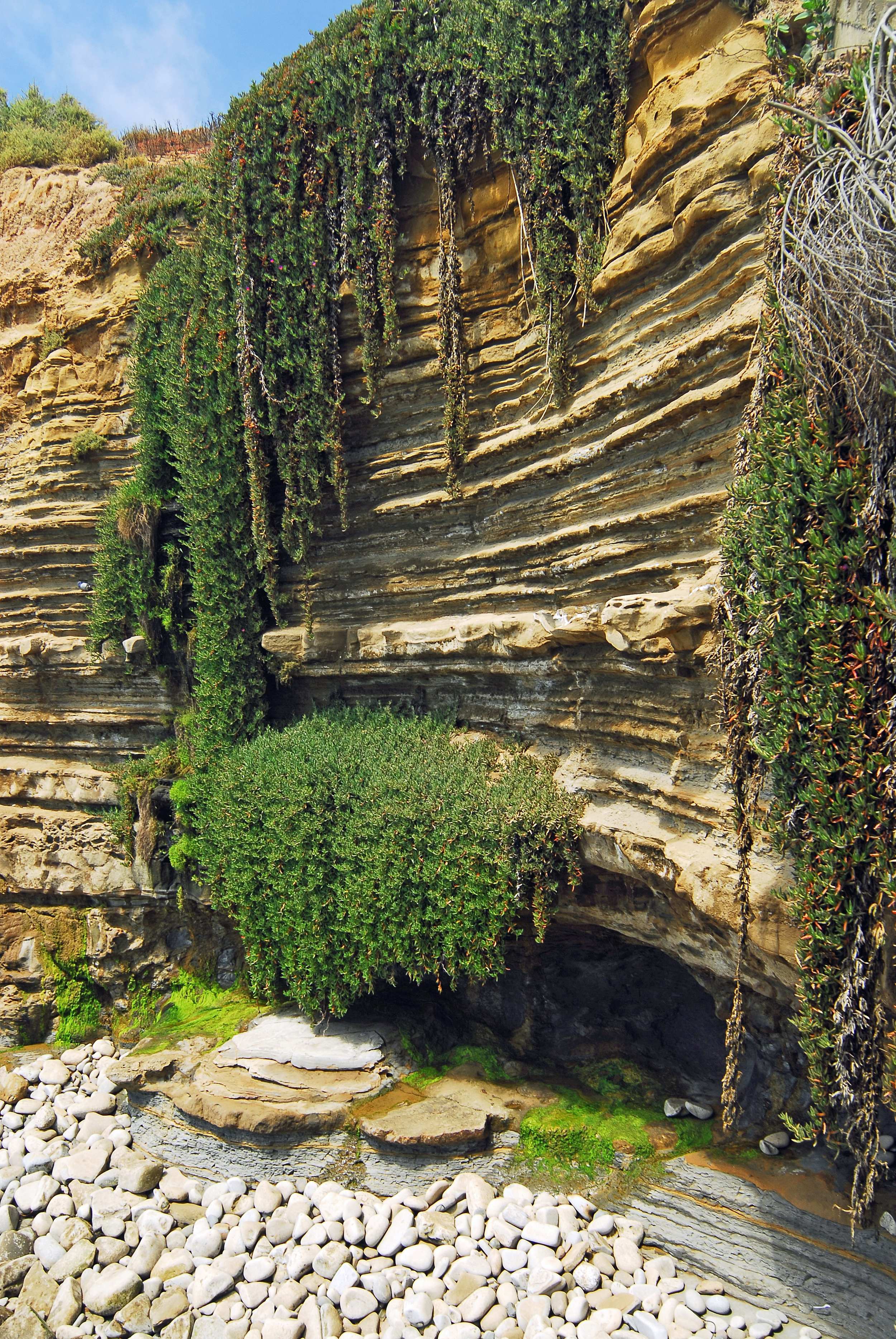 Natural Sea Wall Garden