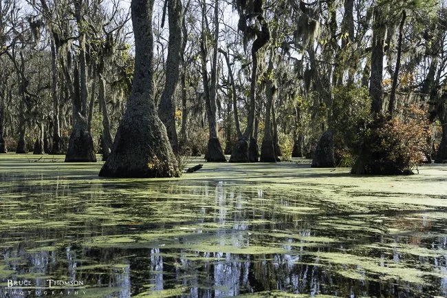 Merchants Millpond State Park, NC 