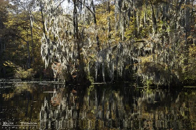 Merchants Millpond State Park, NC - 2