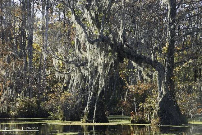 Merchants Millpond State Park, NC - 3