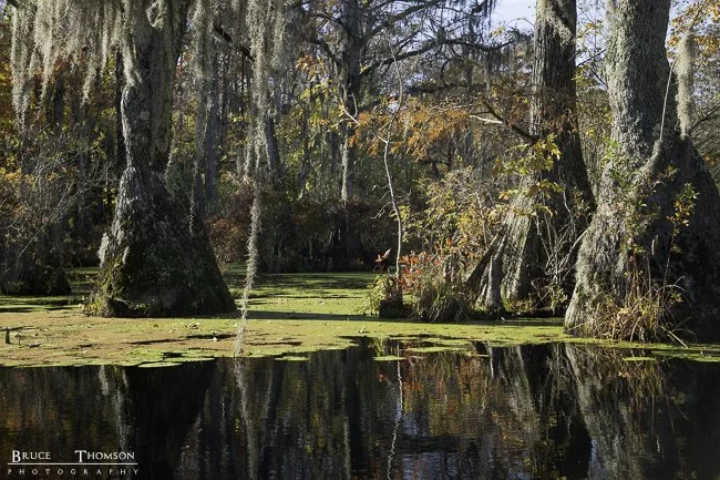Merchants Millpond State Park, NC - 4