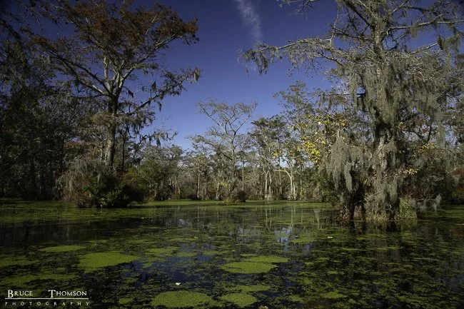 Merchants Millpond State Park, NC - 5