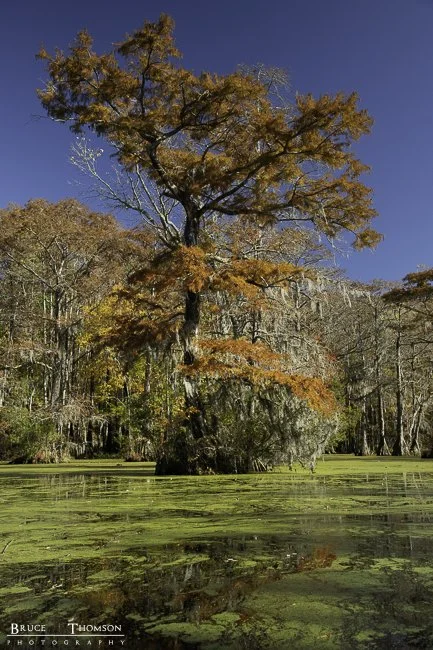 Merchants Millpond State Park, NC - 6