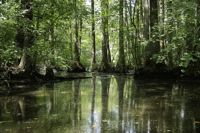 Robertson Millpond Preserve, NC