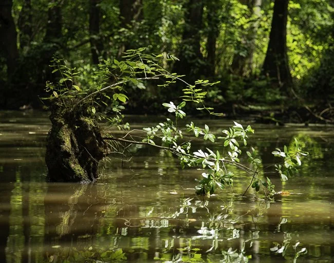 Robertson Millpond Preserve, NC - 2