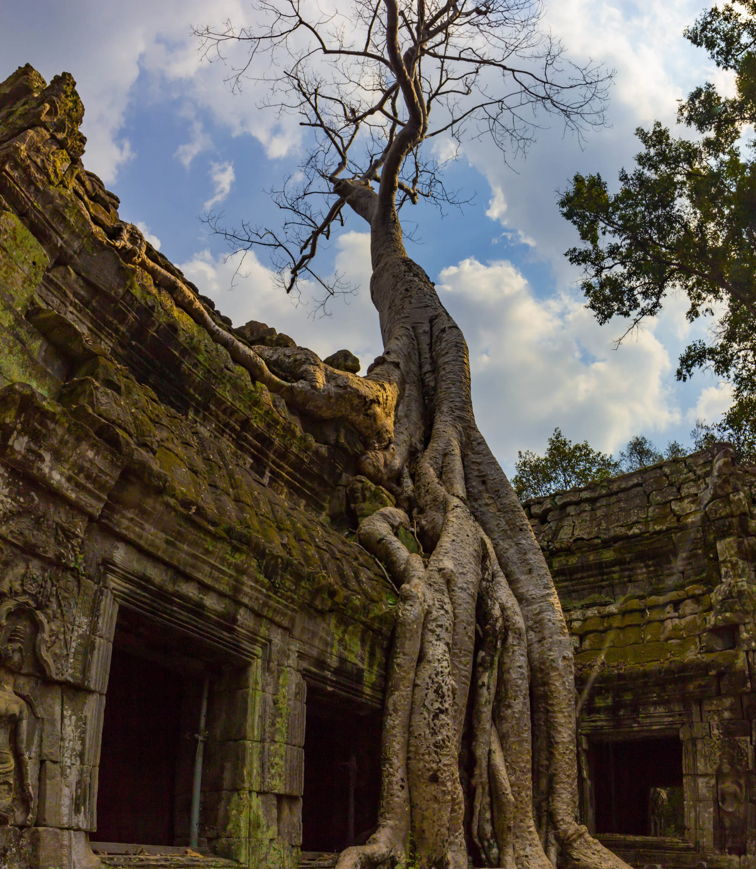 Ta Prohm, Angkor, Siem Reap, Cambodia