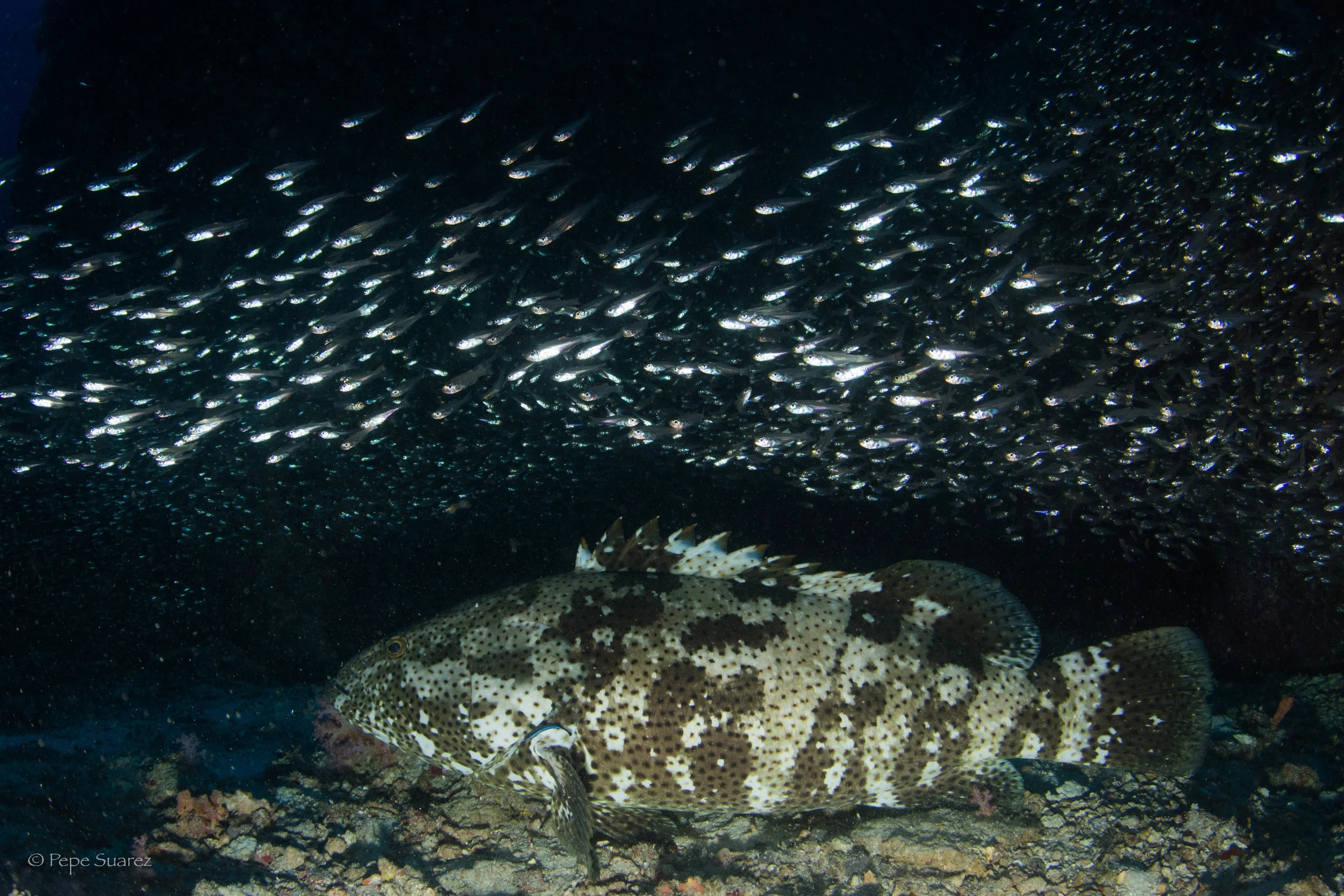 Grouper, Dolphine Queen, SCUBA Liveaboard, Similan & Surin, Thailand, Pepe Suarez