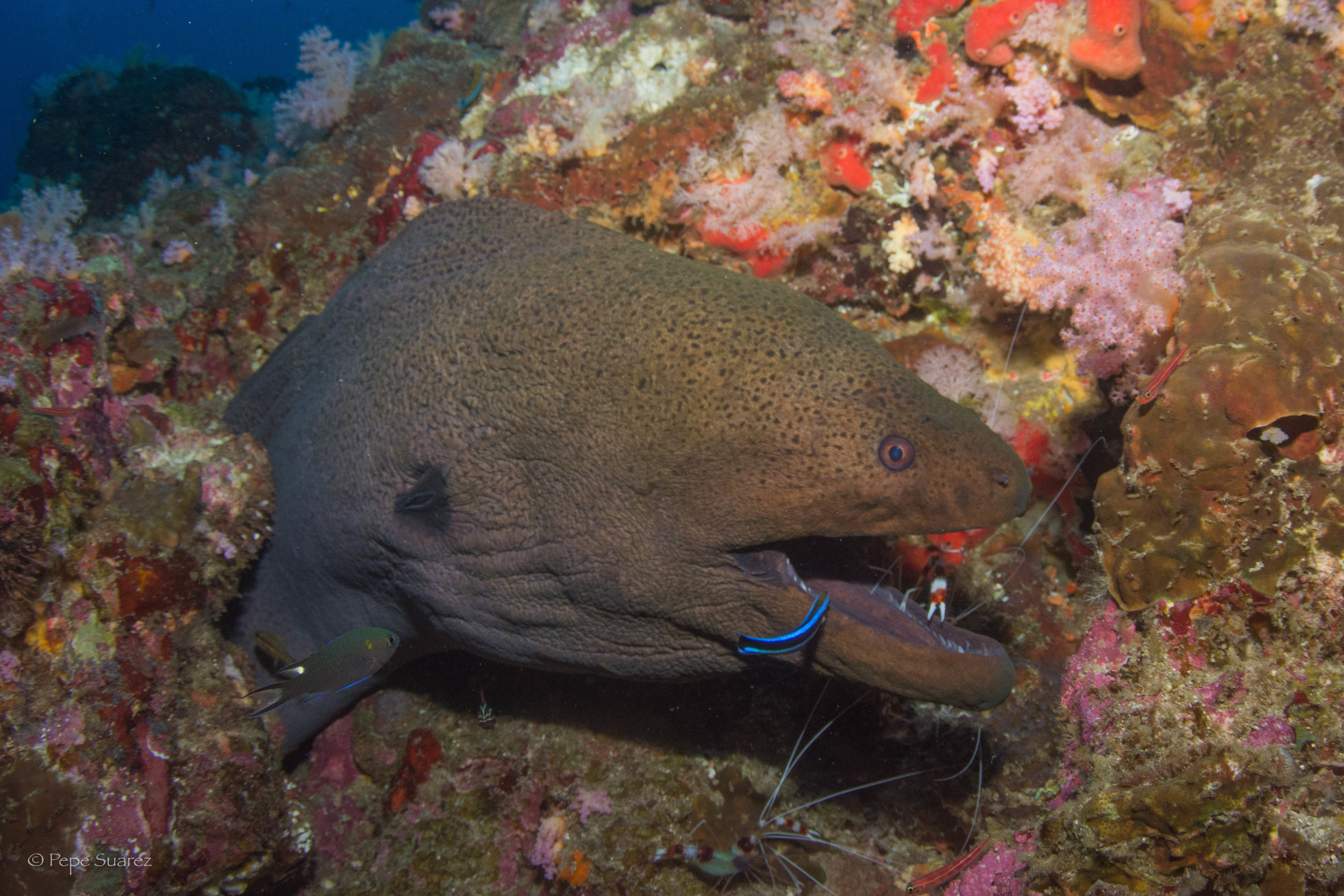 Eel, Dolphine Queen, SCUBA Liveaboard, Similan & Surin, Thailand, Pepe Suarez
