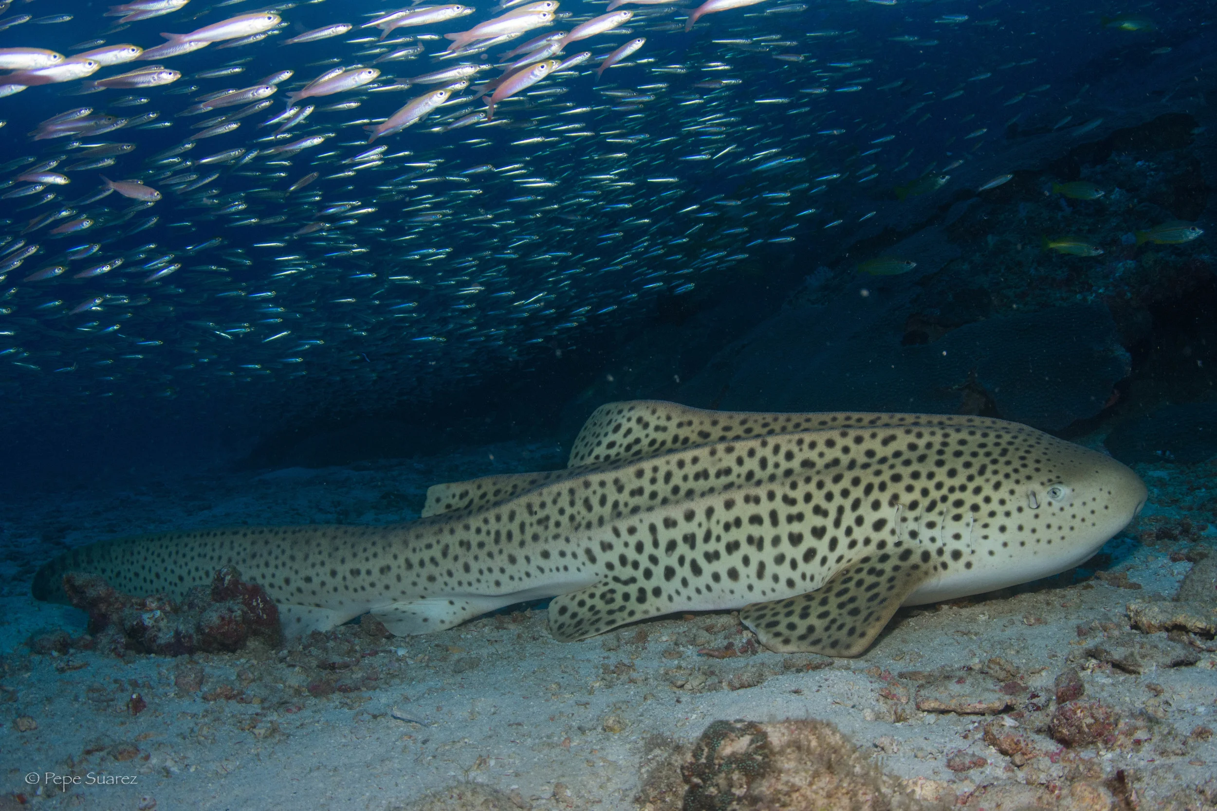 Leopard Shark, Dolphine Queen, SCUBA Liveaboard, Similan & Surin, Thailand, Pepe Suarez
