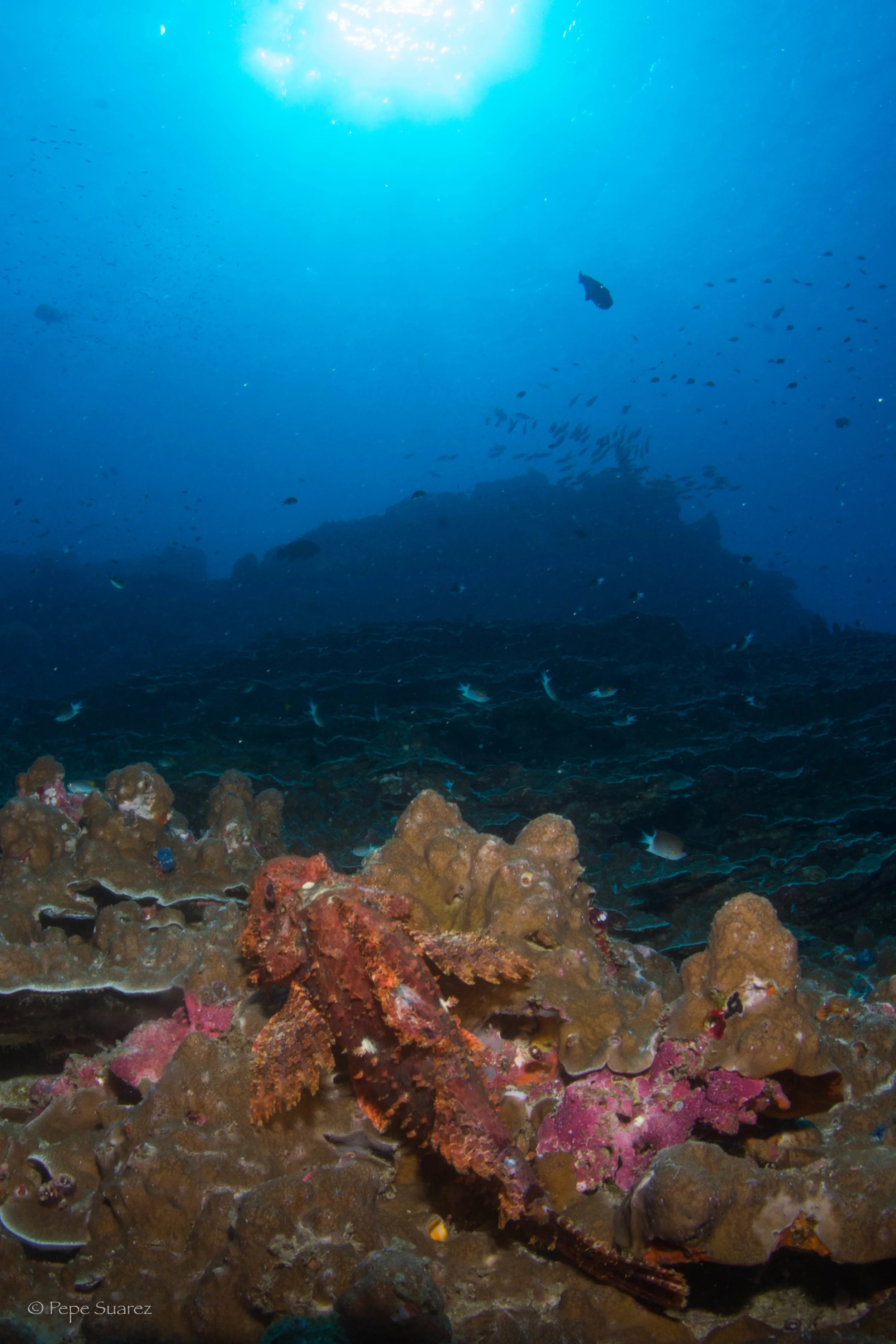 Scorpion Fish, Dolphine Queen, SCUBA Liveaboard, Similan & Surin, Thailand, Pepe Suarez