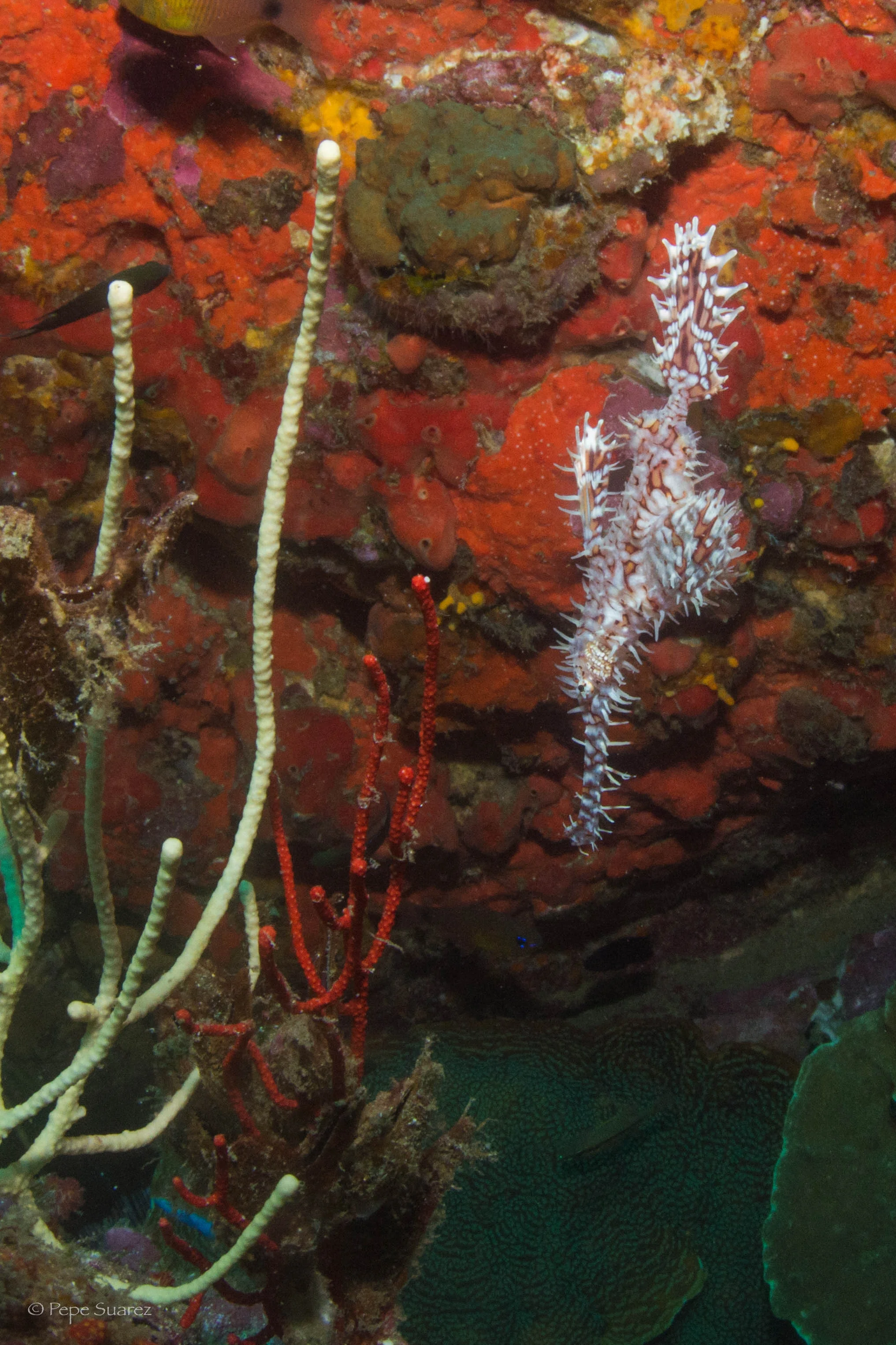 Dolphine Queen, SCUBA Liveaboard, Similan & Surin, Thailand, Pepe Suarez