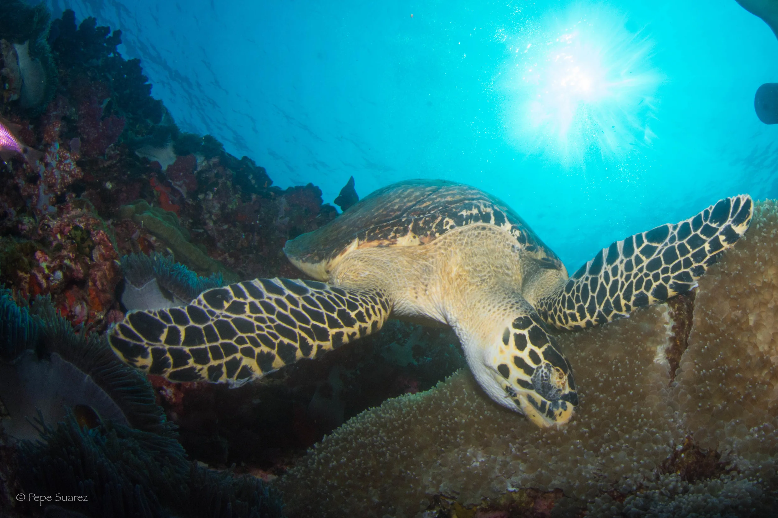 Sea Turtle, Dolphine Queen, SCUBA Liveaboard, Similan & Surin, Thailand, Pepe Suarez