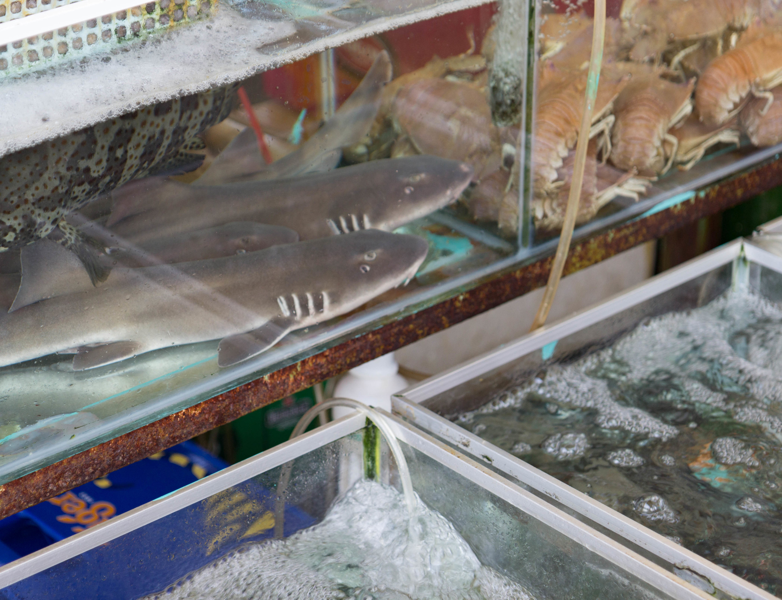 Where Did All The Sharks Go? — THE YEAR BETWEEN