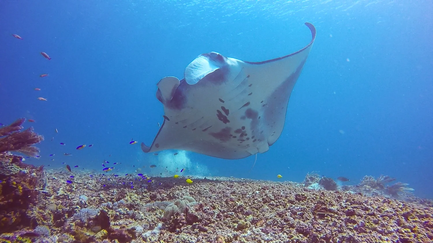 2 Swim Overhead-6_tyb.jpg