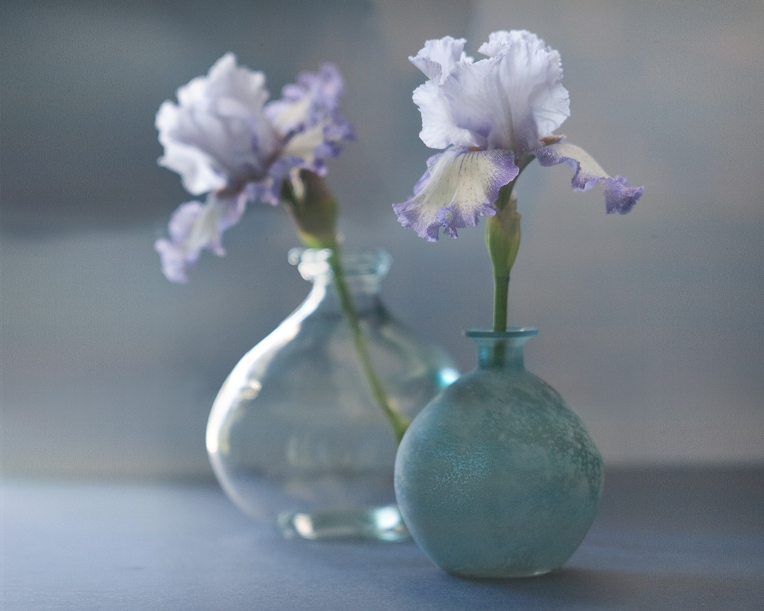 Irises, Sinar/Wollensac system