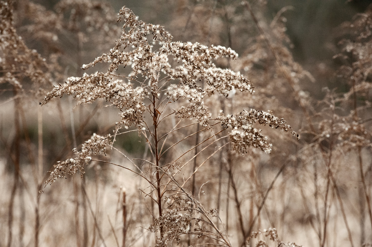 beauty in simplicity