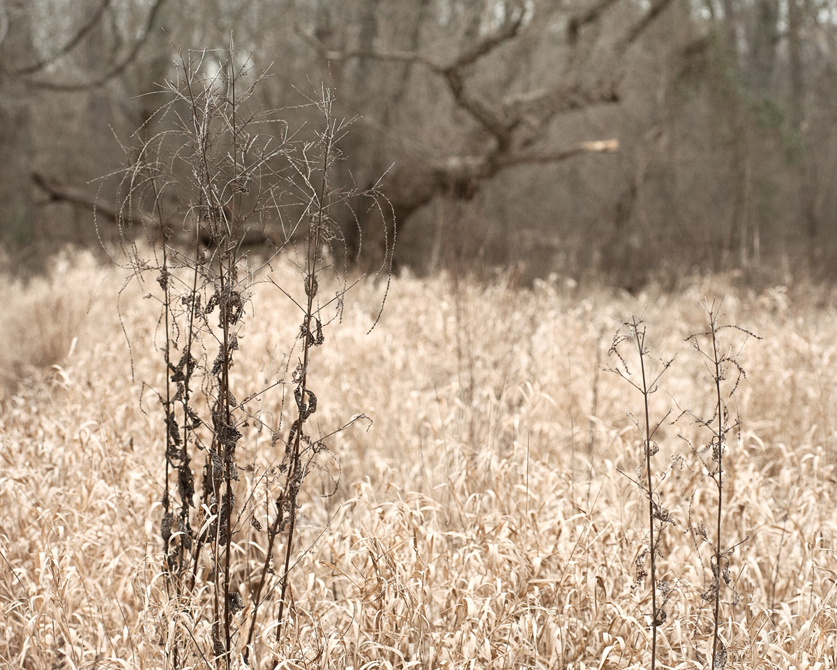 withered beauty