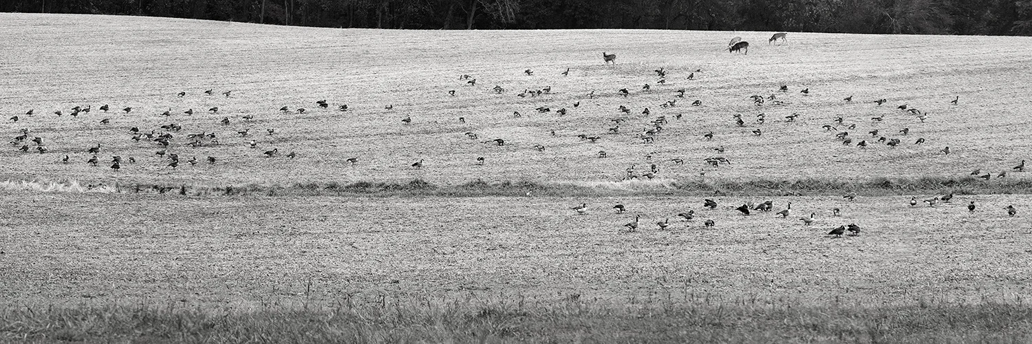 Panorama2bw.jpg