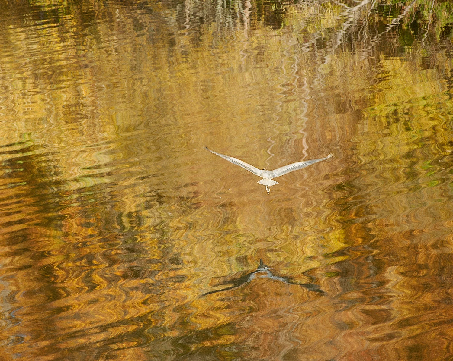 _DSC2735_2015.jpg