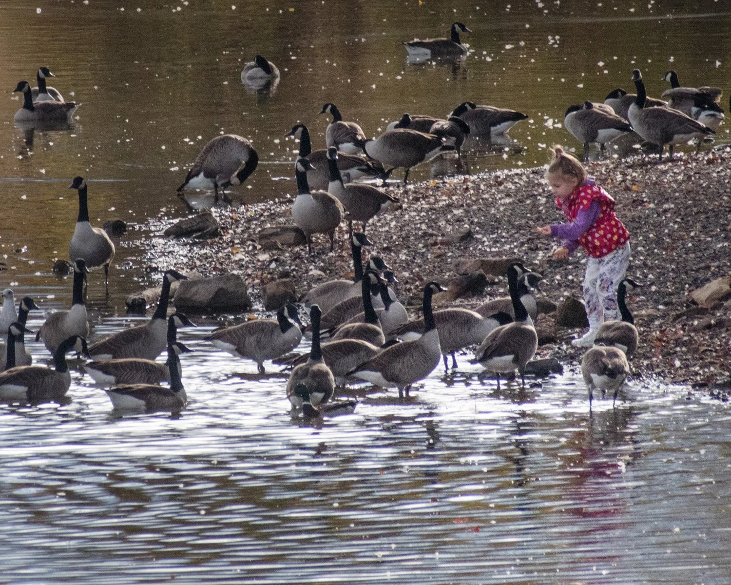 autumn at core creek…geese, deer, and a chance of humans...lake luxembourg