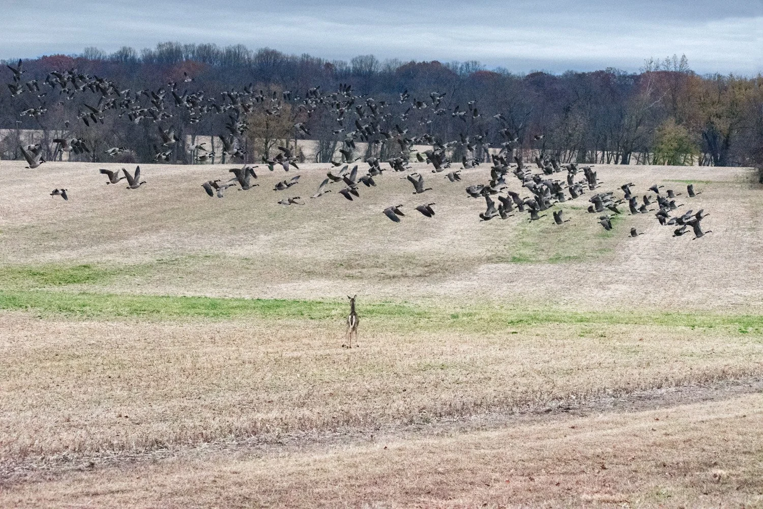 autumn at core creek…geese, deer, and a chance of humans...fields