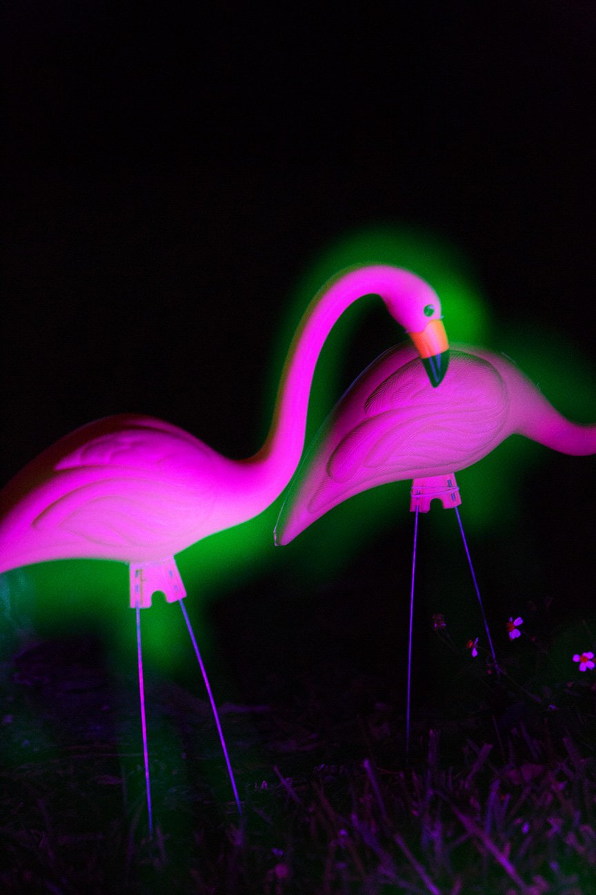 Future Flamingo Monica McGivern web.jpg