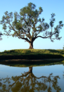 Nepal Tree.png