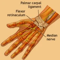 flexor-retinaculum.jpg