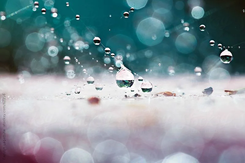 rainseed 5.jpeg