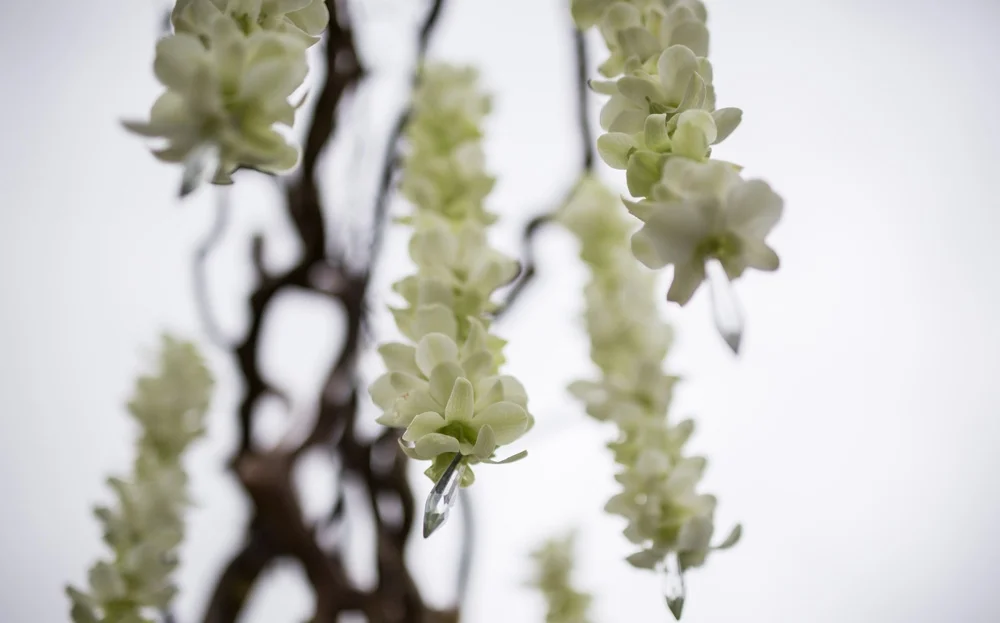 Hanging Dendrobium Orchid Archway