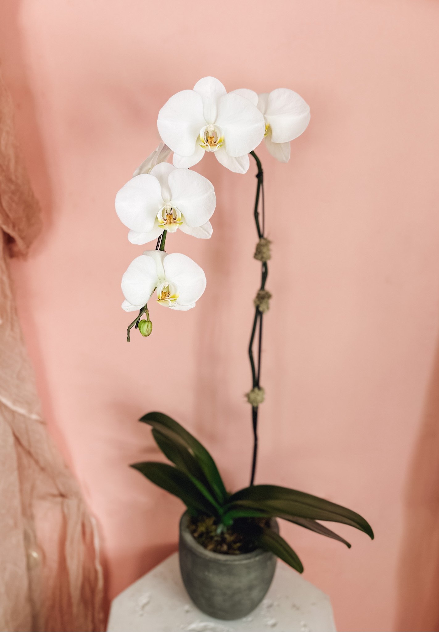 White phalaenopsis orchid plant in a modern ceramic pot, luxury floral gift available for delivery in Edmonton, St. Albert and surrounding areas.