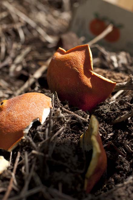 composted orange.jpg