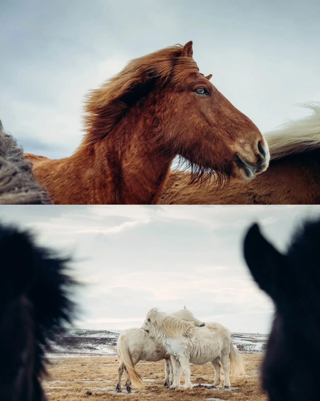 YEAR OF THE HORSE ~ ICELANDIC SYLE

Manifesting a year of movement, courage and bold progress. 🎠