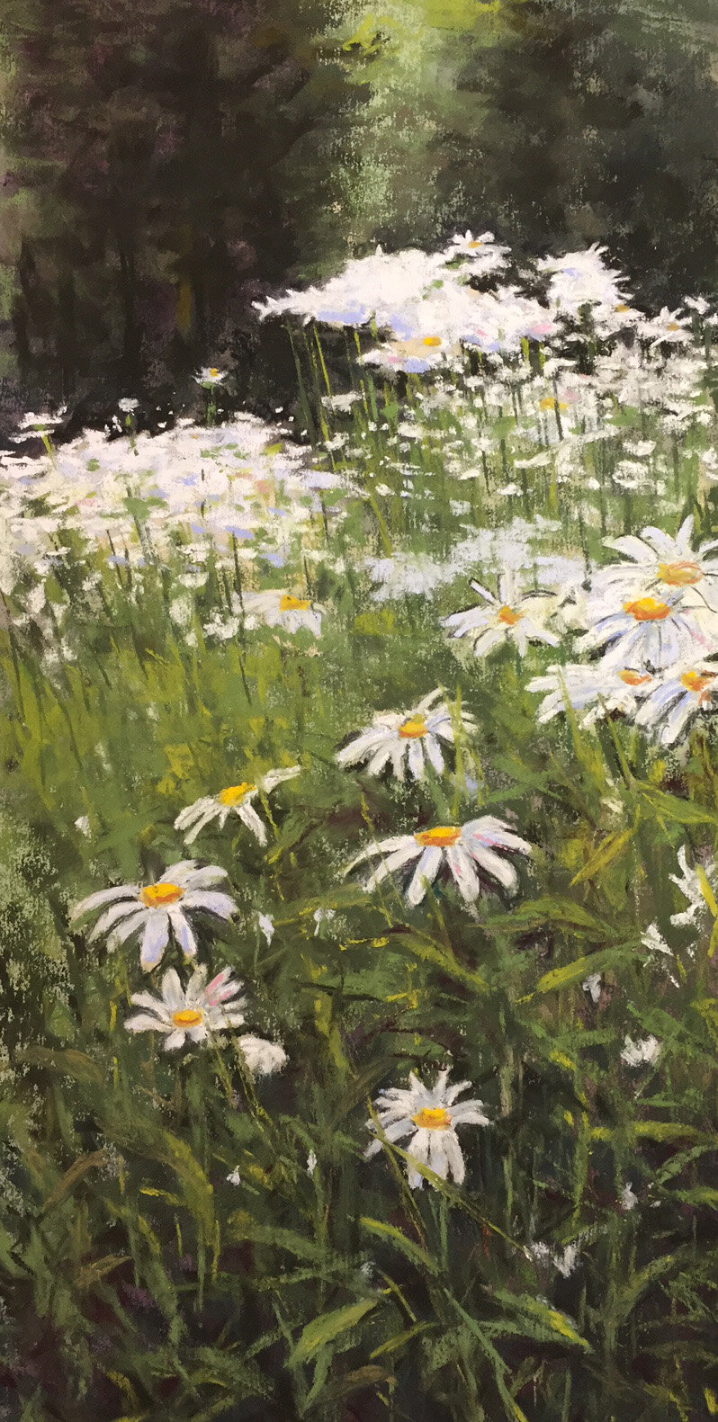 Daisies Galore