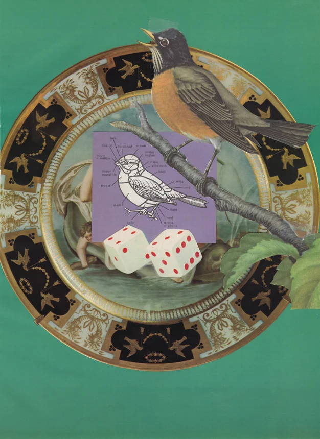 169. Robin.jpg