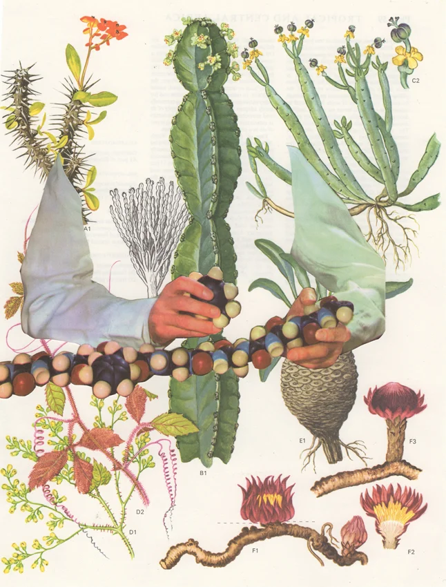 86. Cactus.jpeg.jpg