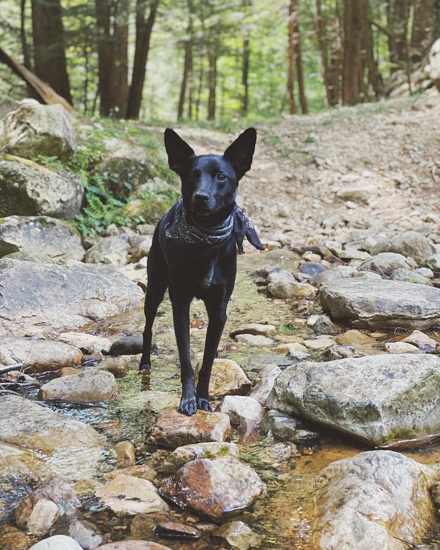 Having been around friends more than ever lately, I&rsquo;ve heard more than one of them say &ldquo;It&rsquo;s like he was made for you.&rdquo; It&rsquo;s true. And I cried in the park yesterday because of this little guys joy. He reads me so well. I