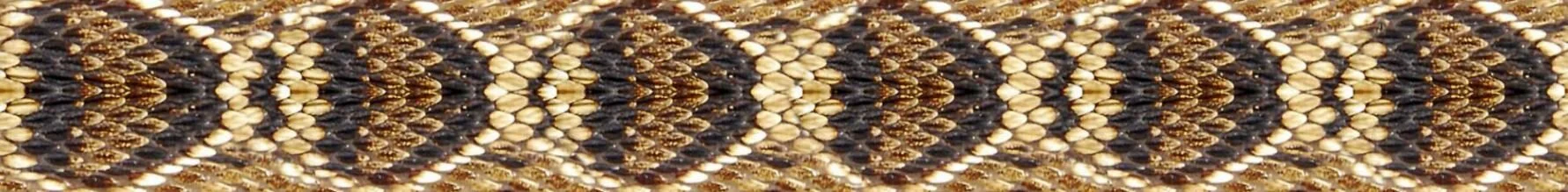 Diamondback.JPG