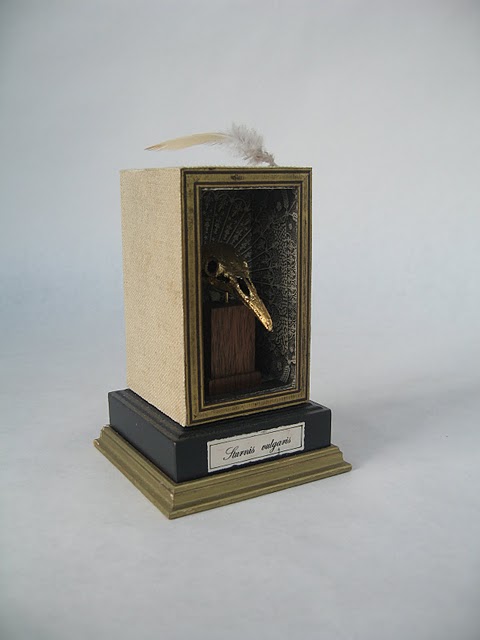 Sturnis Vulgaris.JPG