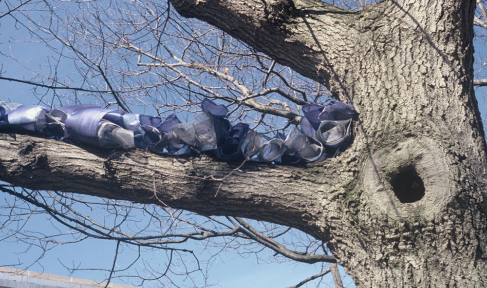 out-on-a-limb-2.jpg