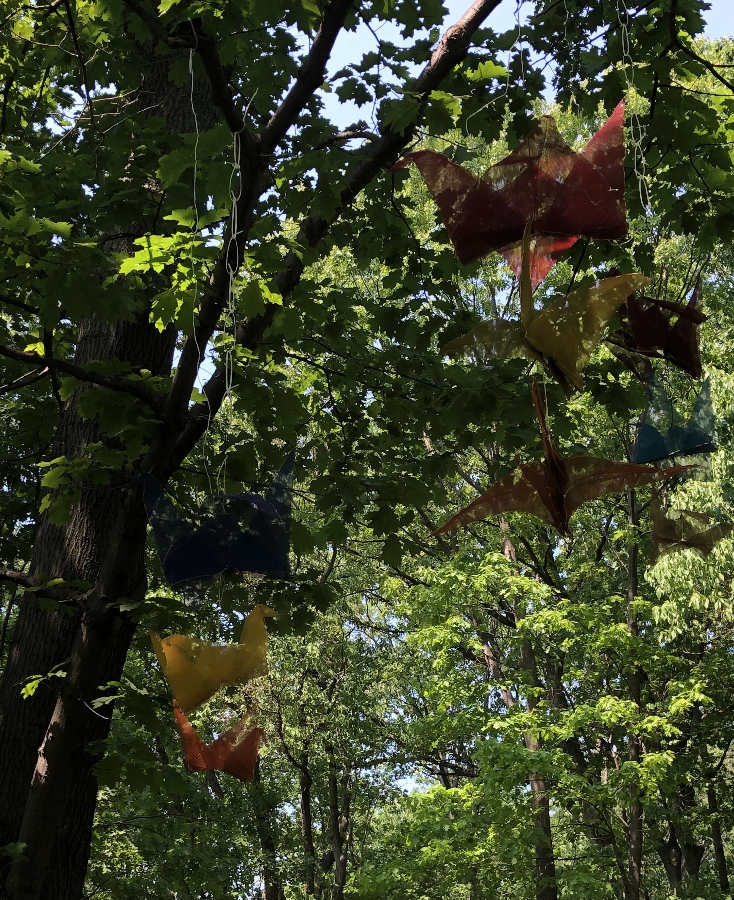 Janet Kawada: A Wing and a Prayer