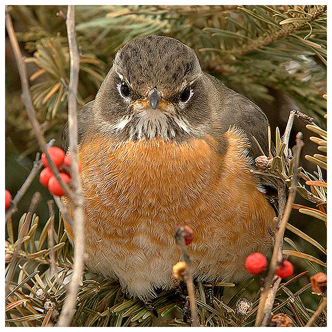 392 AMERICAN ROBIN