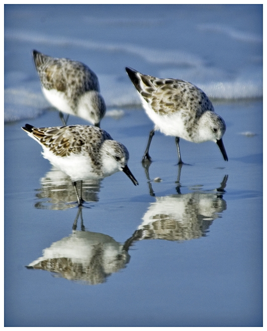 108 SANDERLING