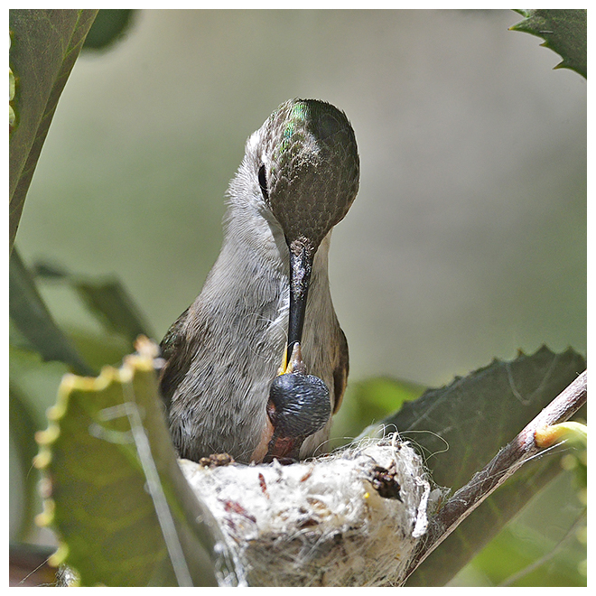 360 COSTA HUMMINGBIRD feeding NEWBORN